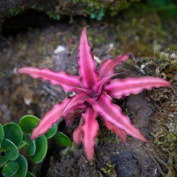 Cryptanthus Super Pink