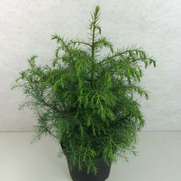 Sugi Elegans Viridis - Cryptomeria japonica