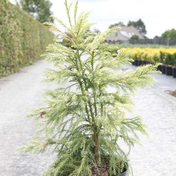Sugi Sekkan Sugi - Cryptomeria japonica