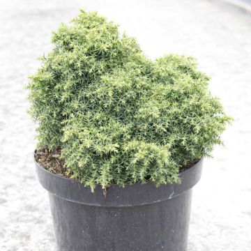 Sugi Yokohama - Cryptomeria japonica