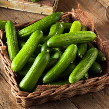 Pepino Rocky F1