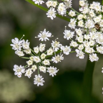 Comino - Cuminum cyminum