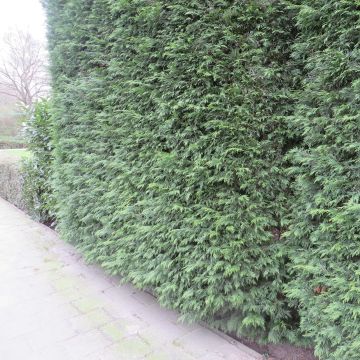 Ciprés leylandii 2001 - Cupressocyparis