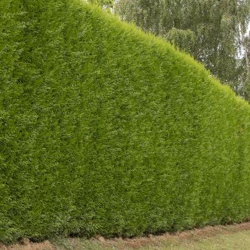 Cupressocyparis x leylandii Atro - Ciprés de Leyland