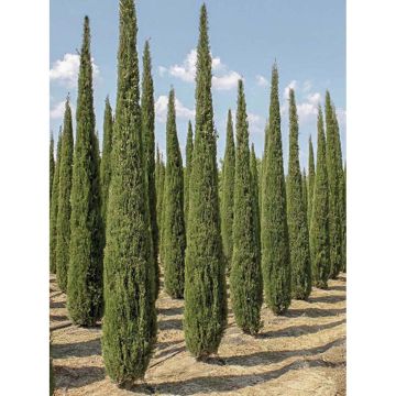 Cupressus sempervirens Garda - Ciprés común
