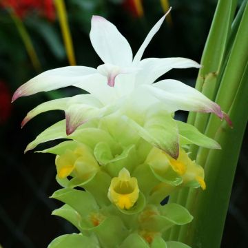 Cúrcuma - Curcuma longa