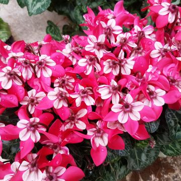 Cyclamen Djix Red