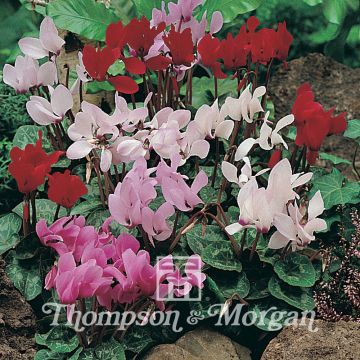 Cyclamen persicum Scentsation Mixed