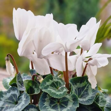 Cyclamen persicum blanco Cyclamen persicum blanco