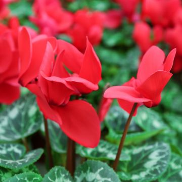 Cyclamen persicum rojo Cyclamen persicum rojo