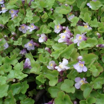 Cymbalaria muralis - Palomilla de muro