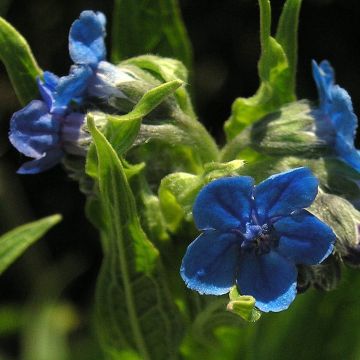 Cynoglossum nervosum - Lengua de perro