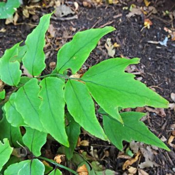 Cyrtomium fortunei - Helecho acebo de la fortuna