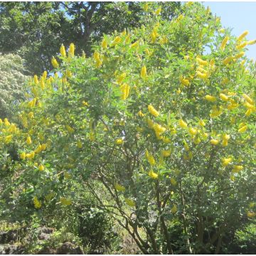 Cytisus battandieri - Cytisus piña