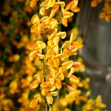 Retama negra Apricot Gem - Cytisus scoparius