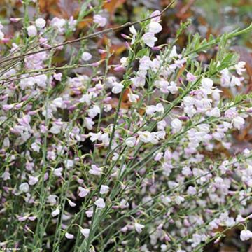 Retama negra Moyclare Pink - Cytisus scoparius
