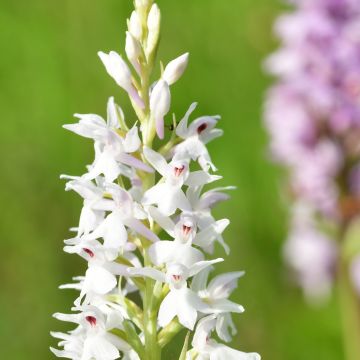 Dactylorhiza fuchsii Alba – Orquídea 
