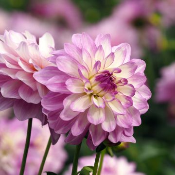 Dalia bola El Paso