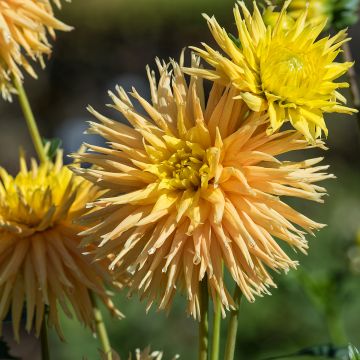 Dalia fimbriata Mingus Joshua