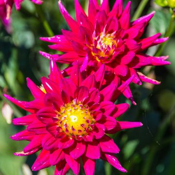 Dalia cactus Karma Purple Corona Dalia cactus Karma Purple Corona