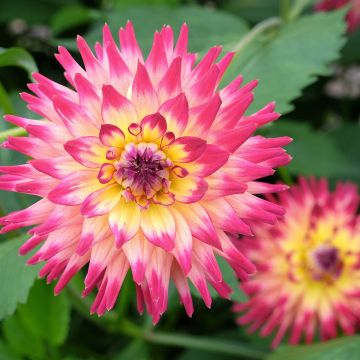 Dalia cactus Mingus Julie Dalia cactus Mingus Julie