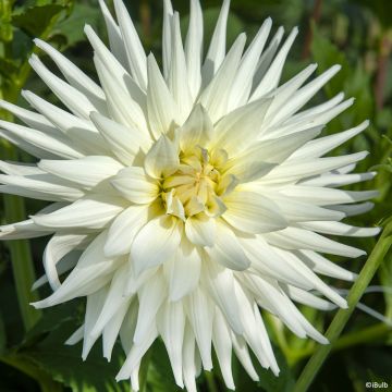 Dalia cactus Mount Tacoma