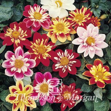 Dalia Collarette Dandy