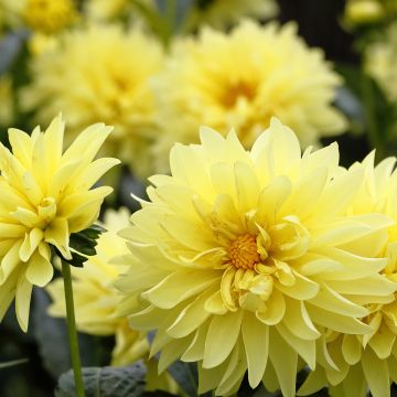 Dalia enana Melody Latin