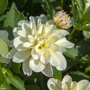 Dalia decorativa Lake Carey Dalia decorativa Lake Carey