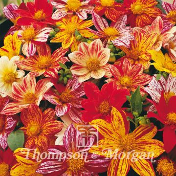 Dalia Fireworks Mixed