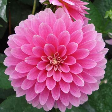 Dalia enana Gallery Rambrandt