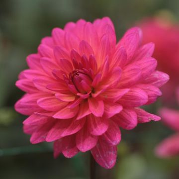Dalia decorativa Karma Fucsiana