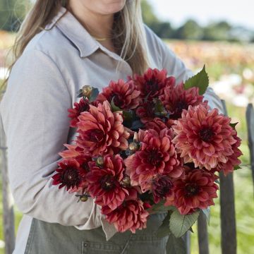 Dalia decorativa Invitation Dalia decorativa Invitation