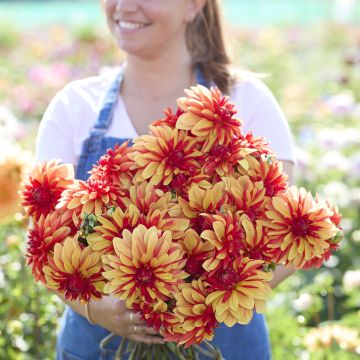 Dalia decorativa Japlou Dalia decorativa Japlou