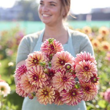 Dalia decorativa Madame Antoinette