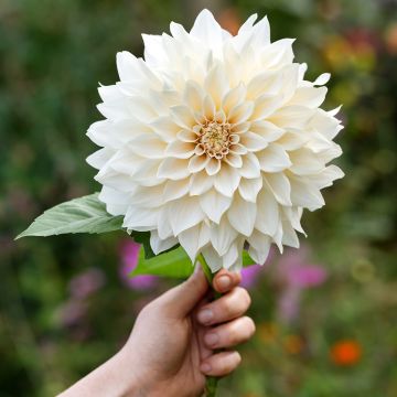 Dalia decorativa Café Au Lait Suprême