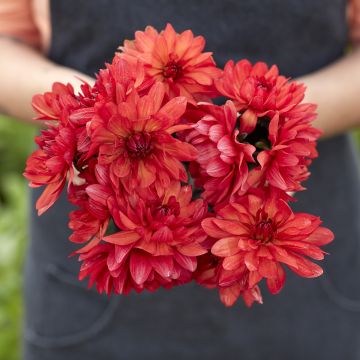 Dalia decorativa Parc Floral de Paris