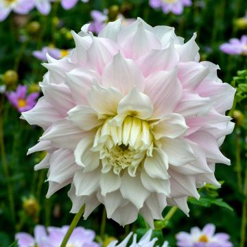 Dalia decorativa Gitts Perfection