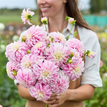 Dalia decorativa Verrone’s DF