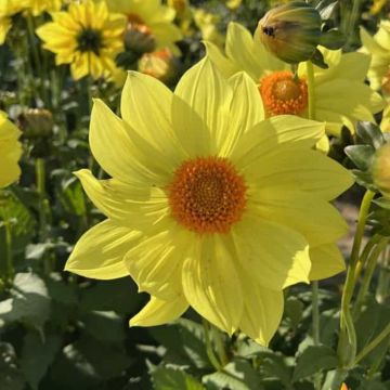 Dalia de jardín Tournesol