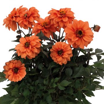 Dalia enana Gardenetta Orange