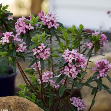 Daphne transatlantica Pink Fragrance