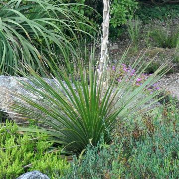 Dasylirion cedrosanum
