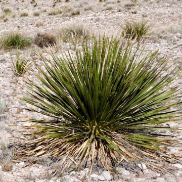 Dasylirion leiophyllum