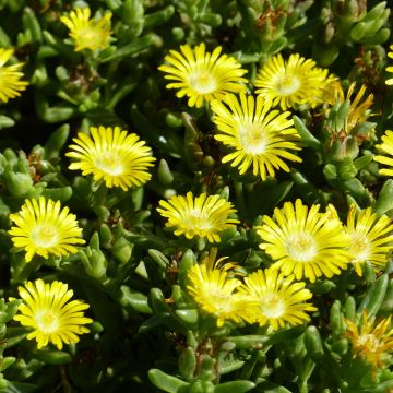 Delosperma Wheels of Wonder Golden - Alfombra rosa