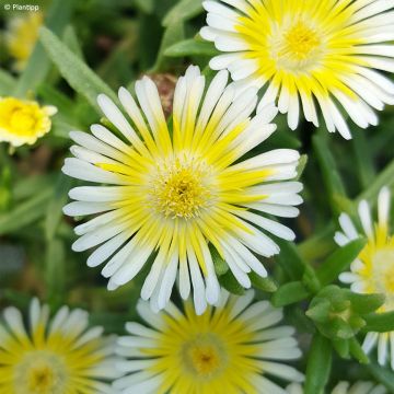 Delosperma cooperi Wheels of Wonder Limoncello - Alfombra rosa