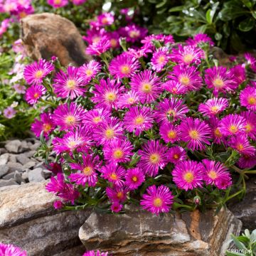 Delosperma Ocean Sunset Violet - Alfombra rosa