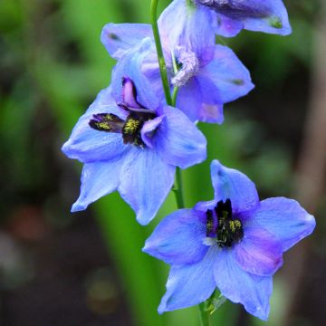 Espuela de caballero - Delphinium Pacific-hybrid Blauwal