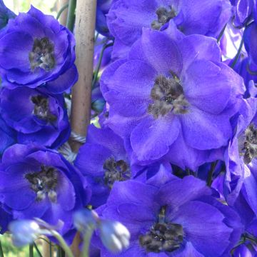 Espuela de caballero - Delphinium Pacific-hybrid Blue Jay