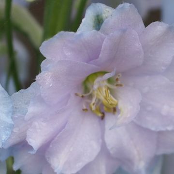 Espuela de caballero - Delphinium Pacific-hybrid Blue Lace